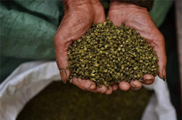 LD体育在线·（中国）官方网站花椒下午茶邀请“花椒胖达”蔡名雄开启麻辣厨房！