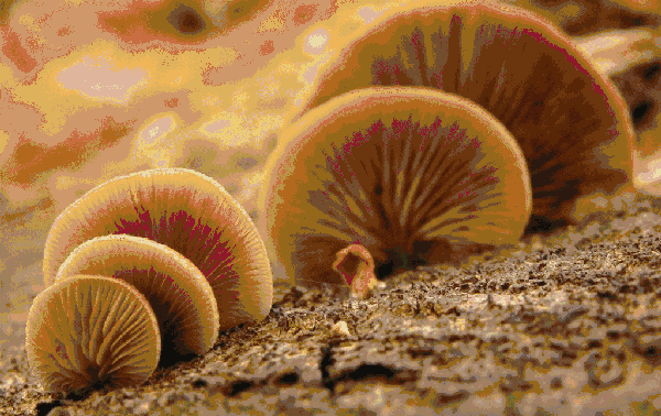 1563174817183461.gif 微信图片_20190715112930.gif